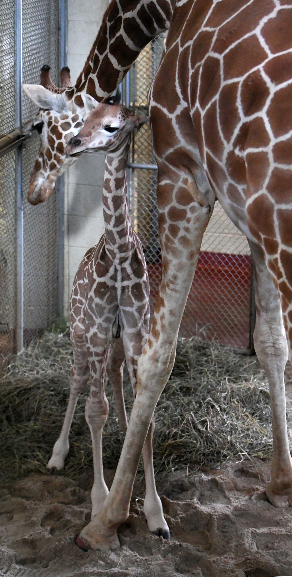 070819-news-giraffe 28.JPG
